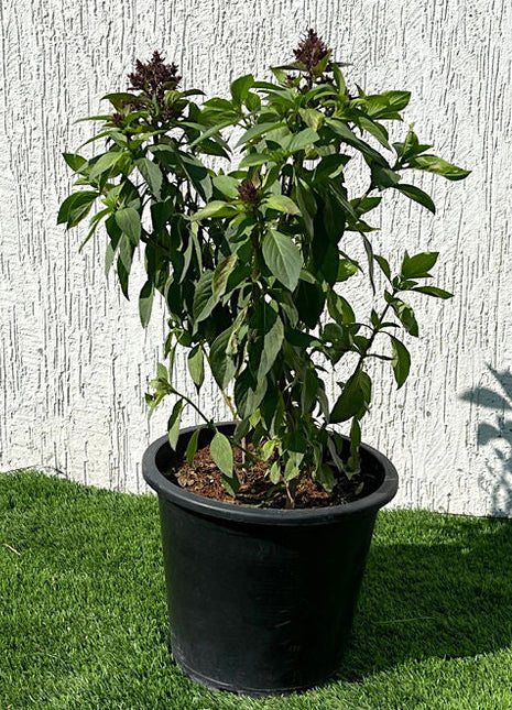 Ocimum Basilicum or Rehan Herb