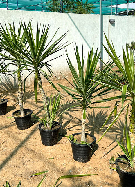 Yucca elephantipes variegata or Variegated Spineless Yucca