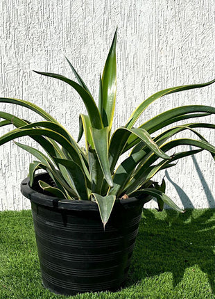 Agave Attenuata Variegata or Variegated Spineless Century Plant 40-60cm