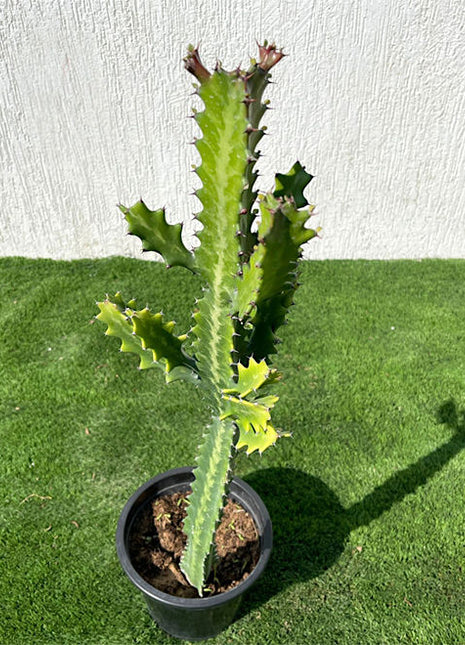 Euphorbia lactea or Dragoon bones tree 0.5-0.7m