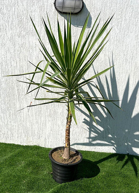 Yucca elephantipes variegata or Variegated Spineless Yucca