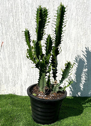 Euphorbia Trigona | Candelabra Cactus 0.6-0.8m