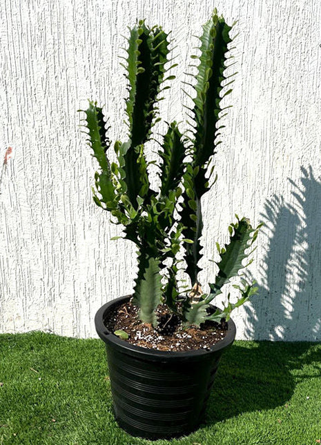 Euphorbia Trigona | Candelabra Cactus 0.6-0.8m