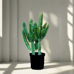 Euphorbia Trigona | Candelabra Cactus 0.6-0.8m