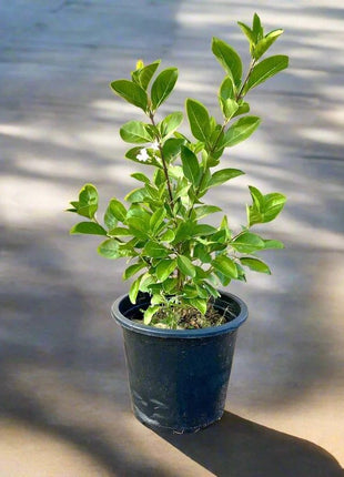 Clerodendrum Inerme (Wild Jasmine)