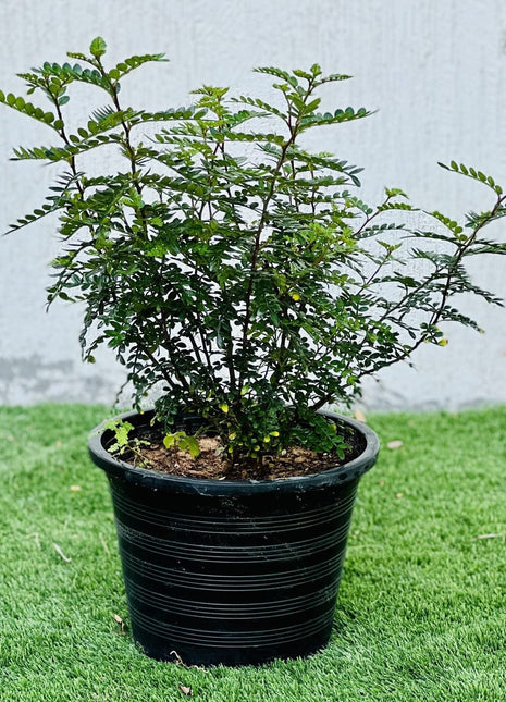 Zanthoxylum Odorum 30 &#8211; 50cm