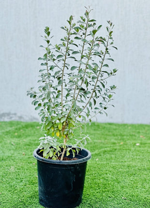 Leucophyllum Frutescens &#8220;Texas Sage&#8221;