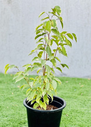Ficus benjamina variegata &#8220;Variegated Weeping Fig&#8221; 35 &#8211; 50cm
