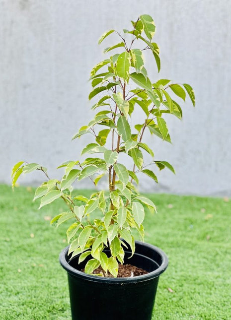 Ficus benjamina variegata &#8220;Variegated Weeping Fig&#8221; 35 &#8211; 50cm