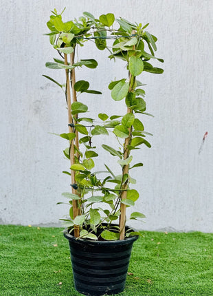 Mandevilla Splendens Or Yellow Bell Climber