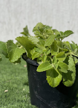 Cuban oregano Herb &#8220;Ajwain&#8221;