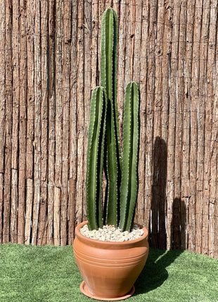 Cactus San Pedro (1.0-1.4m)