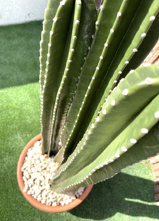 Cactus San Pedro (1.0-1.4m)