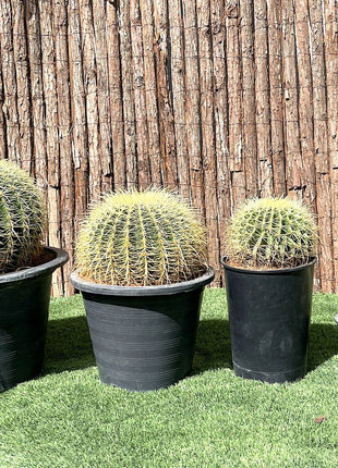 Echinocactus Grusonii, Golden Barrel Cactus, Mother-in-law Cushion or Ball Cactus