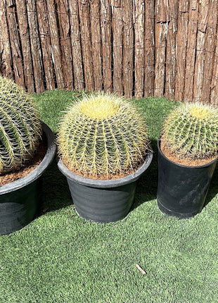 Echinocactus Grusonii, Golden Barrel Cactus, Mother-in-law Cushion or Ball Cactus