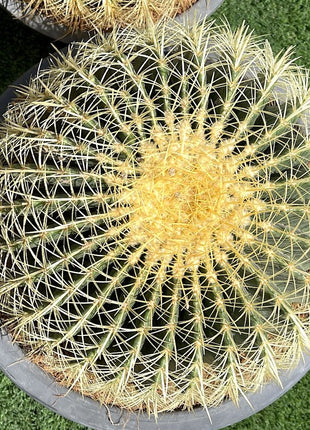 Echinocactus Grusonii, Golden Barrel Cactus, Mother-in-law Cushion or Ball Cactus
