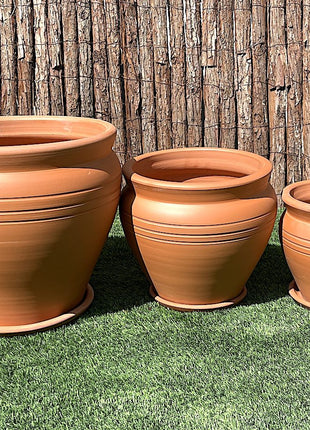 Echinocactus Grusonii, Golden Barrel Cactus, Mother-in-law Cushion or Ball Cactus