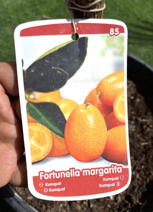 Fortunella margarita Tree &#8220;Kumquat&#8221; 1.5-1.8m