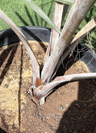 Bismarckia Red Petioles 1.0-1.2m