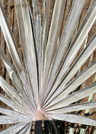 Bismarckia Red Petioles 1.0-1.2m