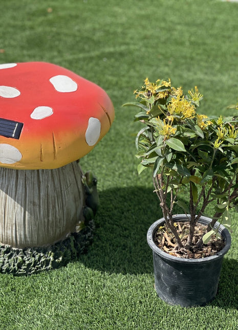 Ixora chinensis &#8220;Yellow&#8221; 25-50cm