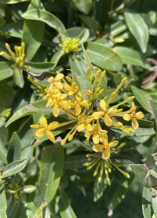 Ixora chinensis &#8220;Yellow&#8221; 25-50cm