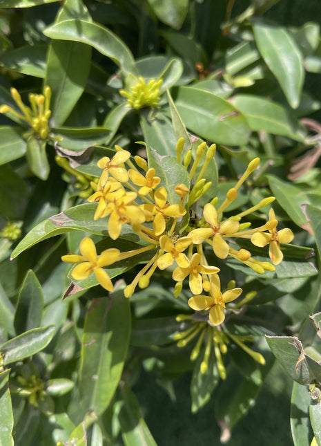 Ixora chinensis &#8220;Yellow&#8221; 25-50cm
