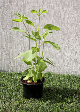 Ocimum Tenuiflorum/Tulsi plant/Holy Basil