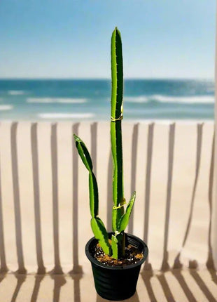 Pachycereus gaumeri or Kanzacam Cactus 0.6-0.8m