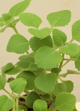 Cuban oregano Herb &#8220;Ajwain&#8221;