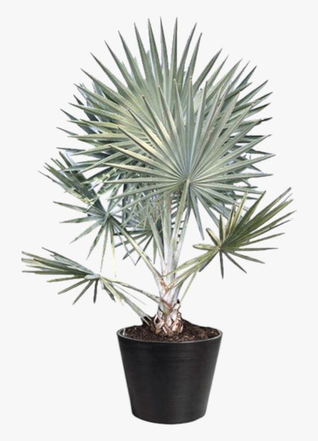 Bismarckia Red Petioles 1.0-1.2m