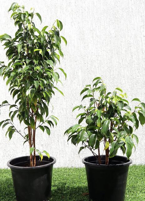 Ficus benjamina &#8220;Weeping Fig&#8221; (Outdoor)