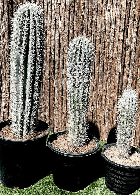 Saguaro cactus