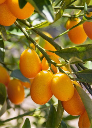 Fortunella margarita Tree &#8220;Kumquat&#8221; 1.5-1.8m