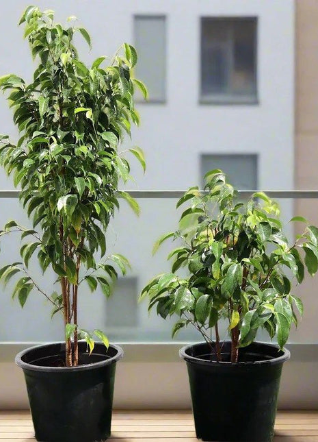 Ficus benjamina &#8220;Weeping Fig&#8221; (Outdoor)