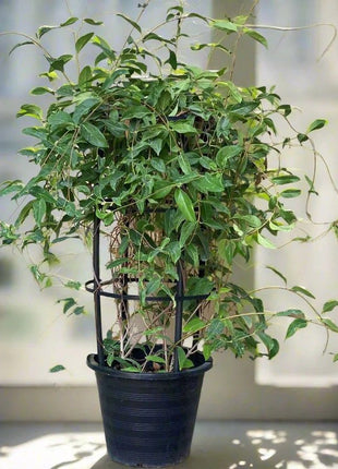 Tristellateia australasiae or Shower of Gold Climber