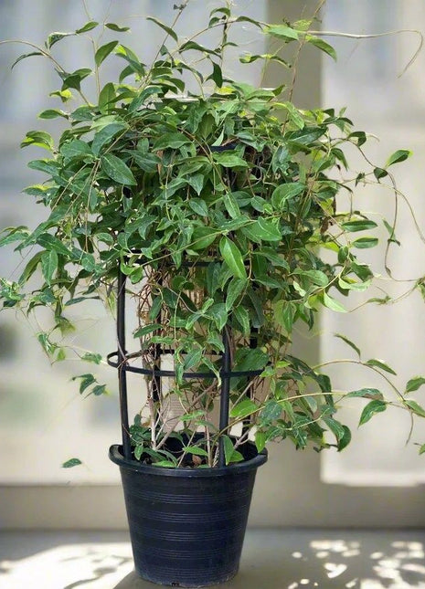 Tristellateia australasiae or Shower of Gold Climber