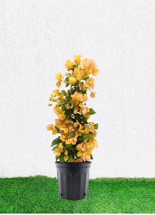 Bougainvillea Gold 0.8-1.5m