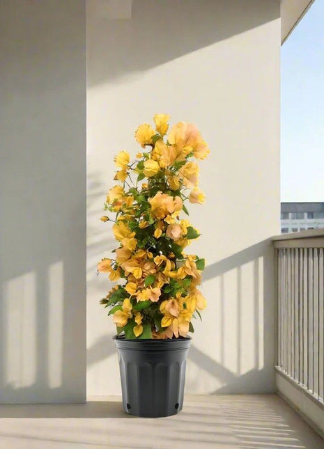 Bougainvillea Gold 0.8-1.5m