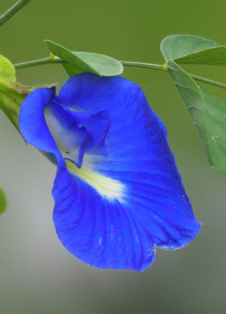 Clitoria ternatea or Butterfly Pea