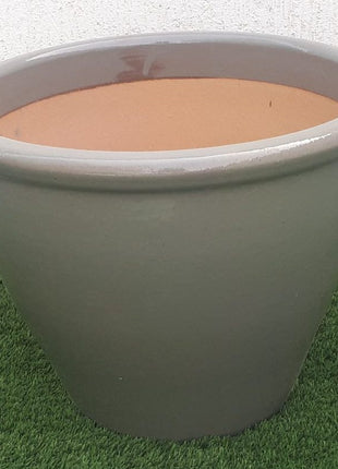 Bougainvillea Glabra &#8220;30 to 160cm&#8221; White