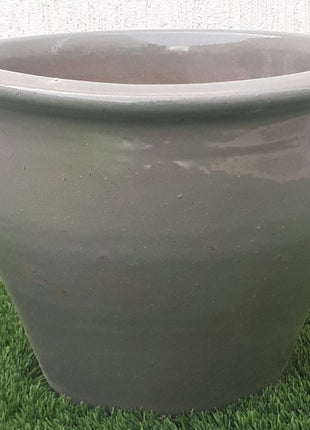 Bambusa ventricosa or Buddha&#8217;s Belly Bamboo