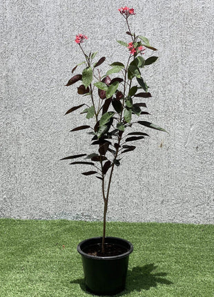 Jatropha pandurifolia Hastata 0.8-1.0m