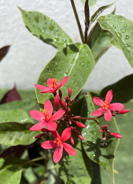 Jatropha pandurifolia Hastata 0.8-1.0m
