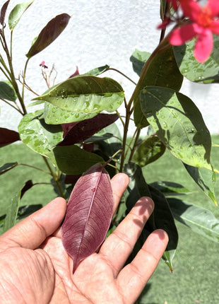 Jatropha pandurifolia Hastata 0.8-1.0m