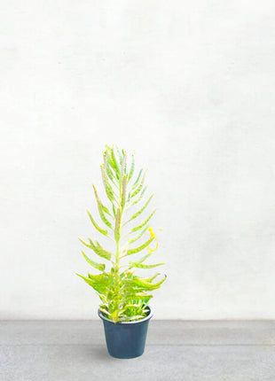 Kalanchoe Houghtonii | Mother of Thousands&#8221; or &#8220;Devil&#8217;s Backbone,&#8221;