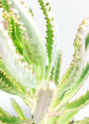 Kalanchoe Houghtonii | Mother of Thousands&#8221; or &#8220;Devil&#8217;s Backbone,&#8221;