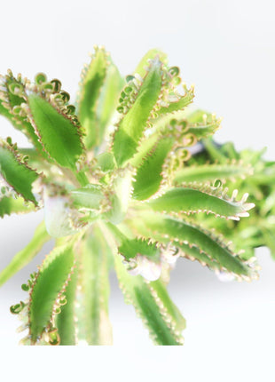 Kalanchoe Houghtonii | Mother of Thousands&#8221; or &#8220;Devil&#8217;s Backbone,&#8221;