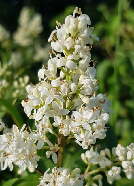 Henna &#8220;Lawsonia Inermis&#8221; Mehendi Plant 0.8 to 1.0 m