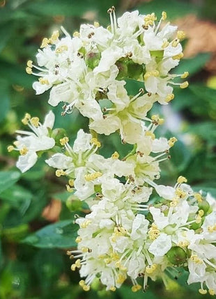 Henna &#8220;Lawsonia Inermis&#8221; Mehendi Plant 0.8 to 1.0 m